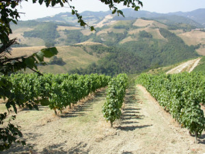 Locanda Aurilia - Degustazione vini Azienda Castelluccio